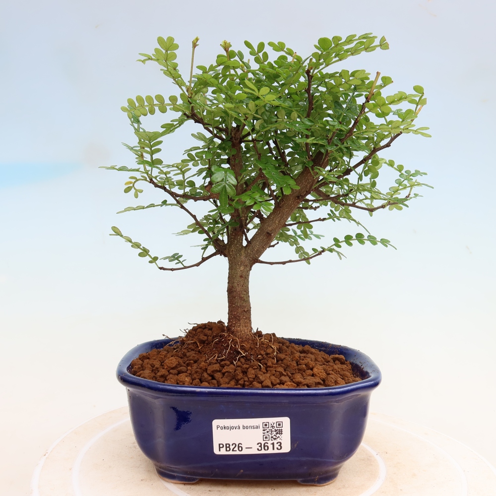 Kamerbonsai - Zantoxylum piperitum - peperboom