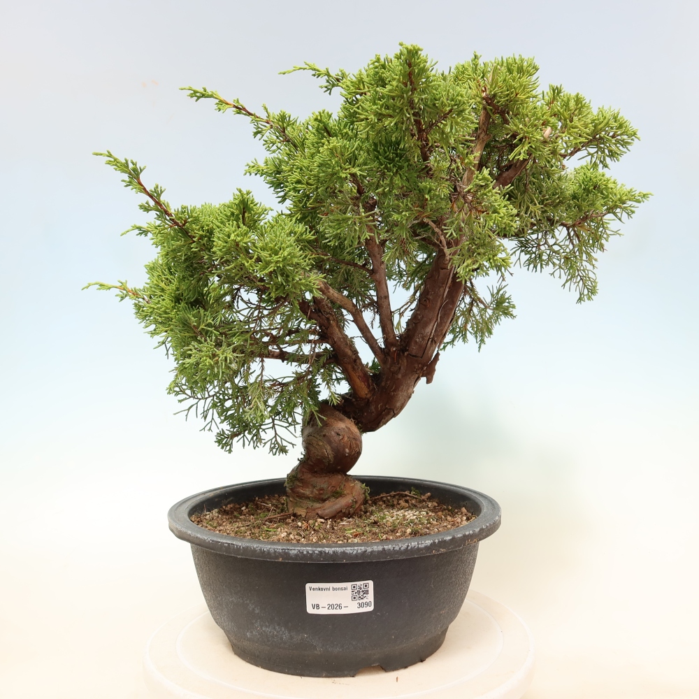 Bonsai voor buiten - Juniperus chinensis Itoigawa-Juniperus chinensis