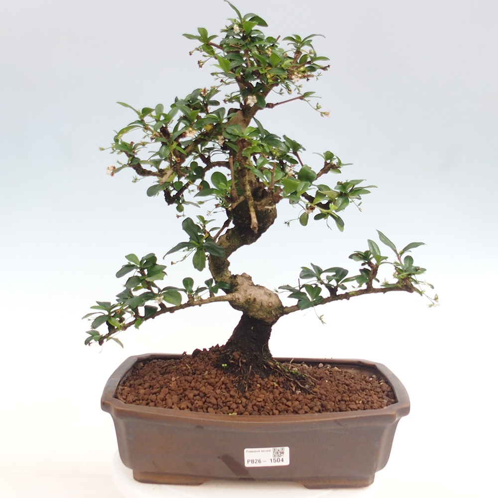 Kamerbonsai - Carmona macrophylla - Thee fuki