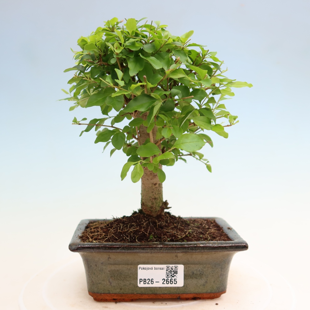 Kamerbonsai -Ligustrum chinensis - Vogelsnavel