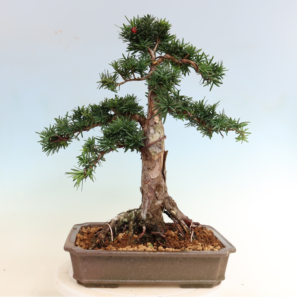 Bonsai voor buiten - Taxus cuspidata - Japanse Taxus