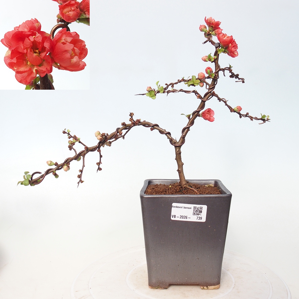 Bonsai voor buiten - Chaneomeles s. Red Joy - Kweepeer