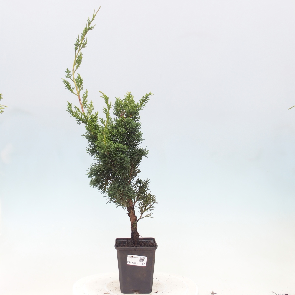 Bonsai voor buiten - Juniperus chinensis Kishu