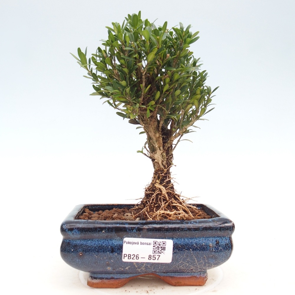 Kamerbonsai - Buxus harlandii - kurk buxus