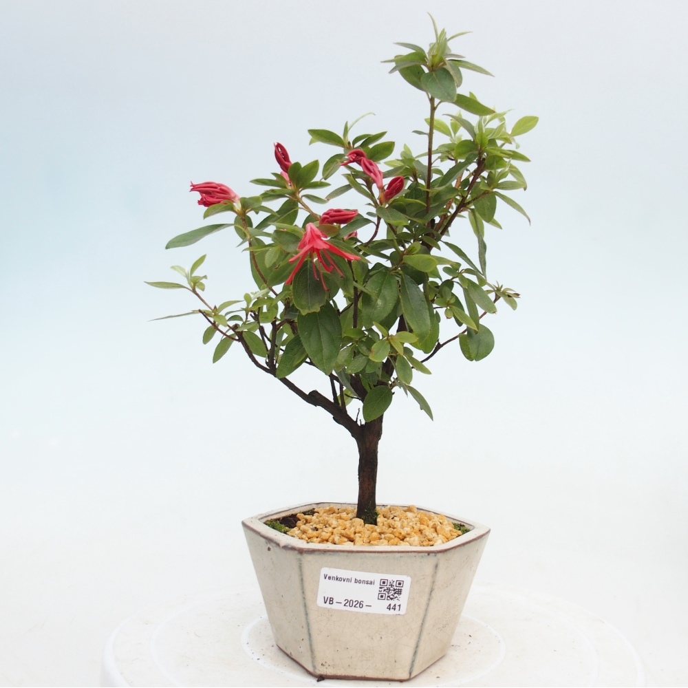 Bonsai voor buiten - Japanse azalea - Azalea sp.