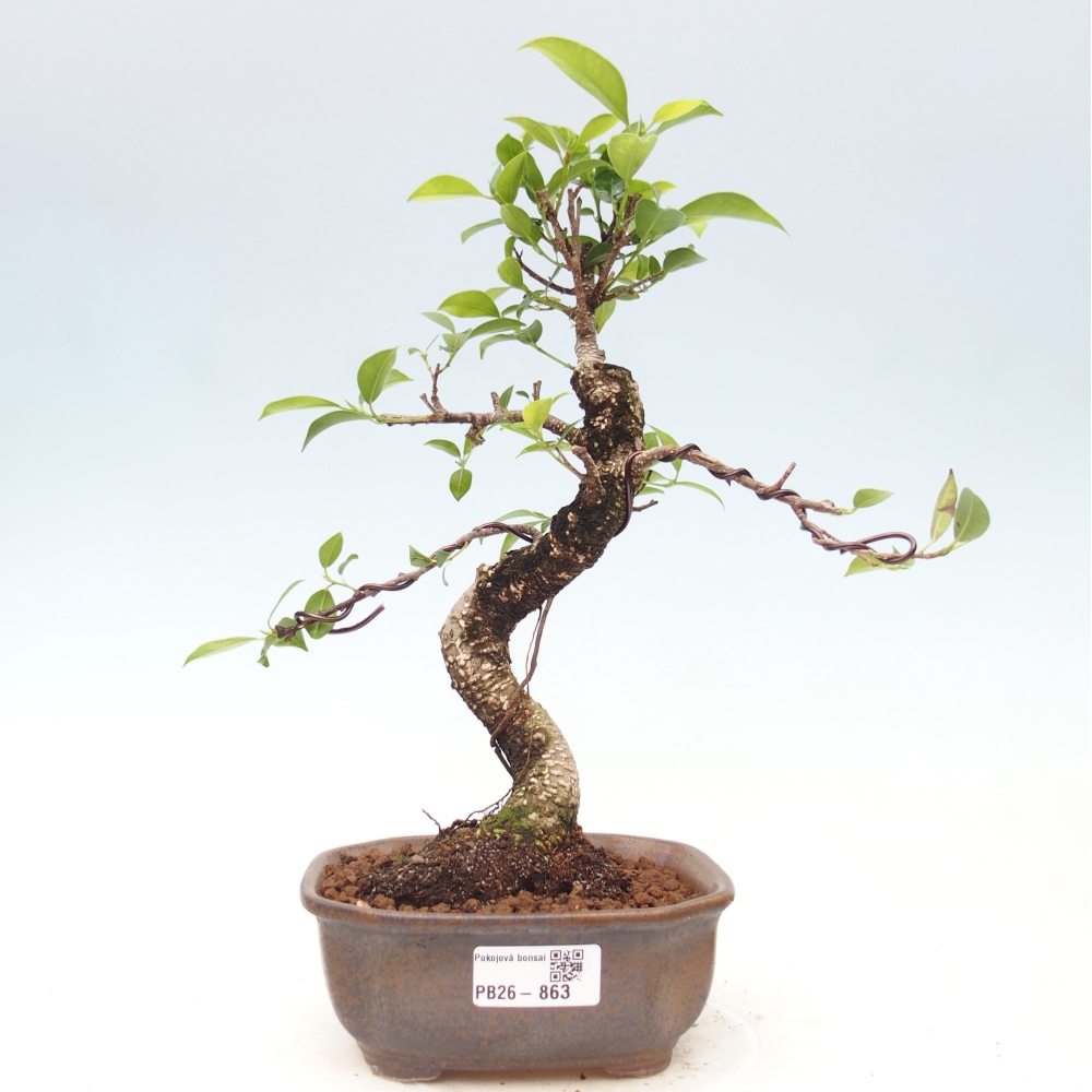 Kamerbonsai - Ficus retusa - kleinbladige ficus