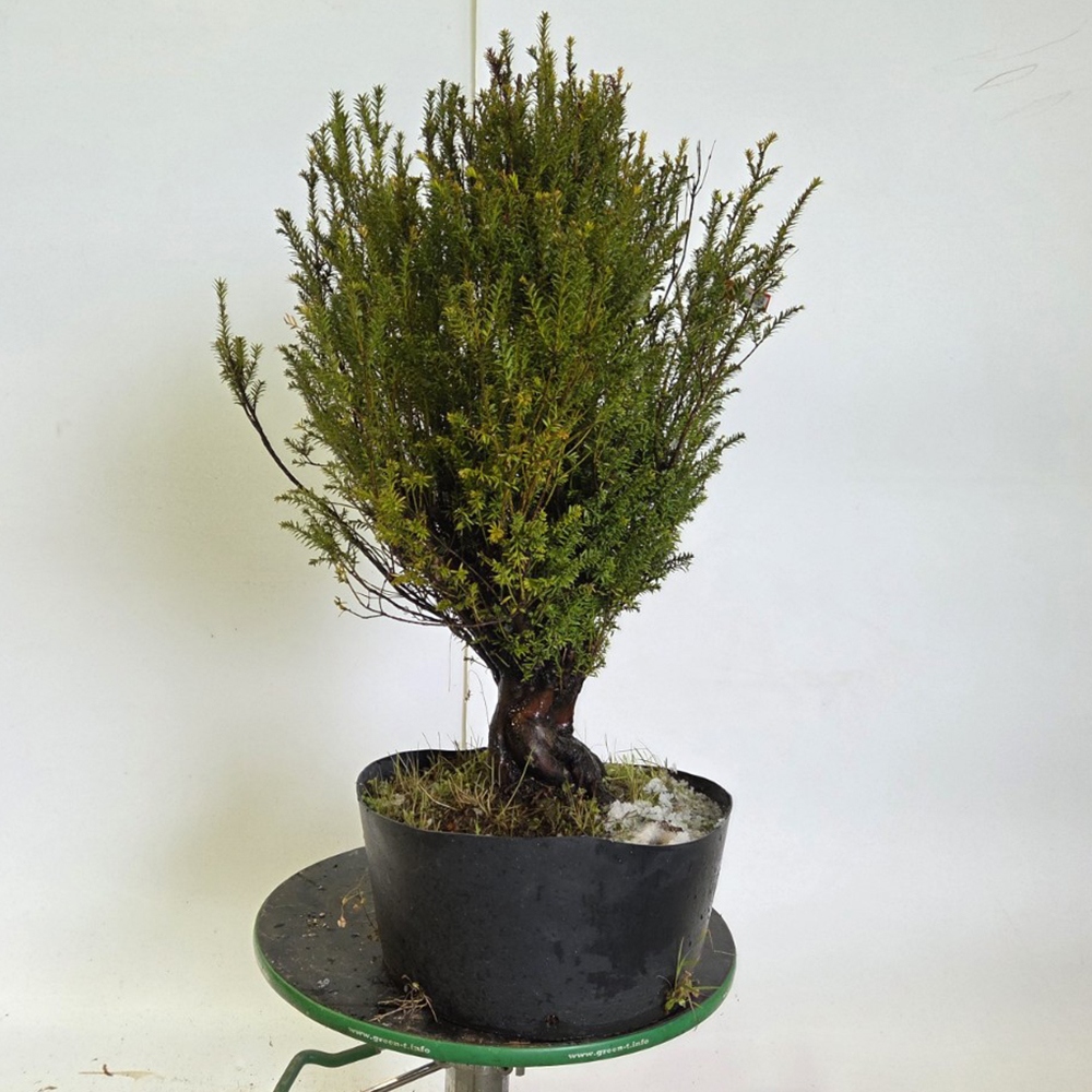 Japanse Taxus voor buitengebruik - Taxus cuspidata