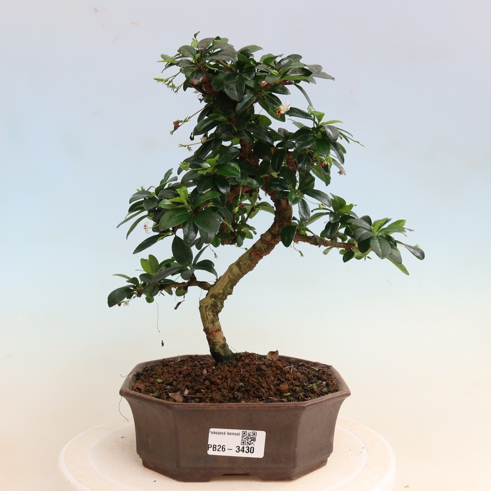 Kamerbonsai - Carmona macrophylla - Thee fuki