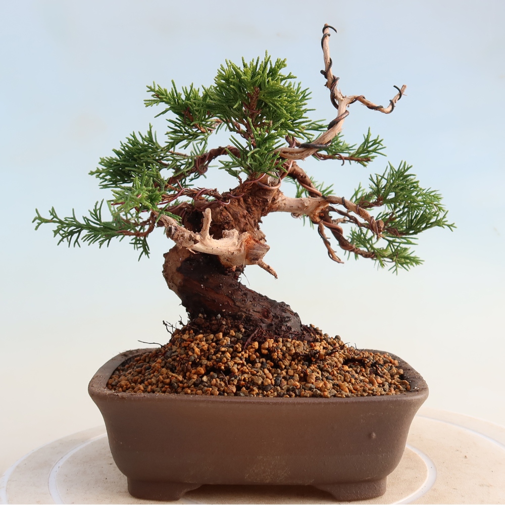 Bonsai voor buiten - Juniperus chinensis Itoigawa