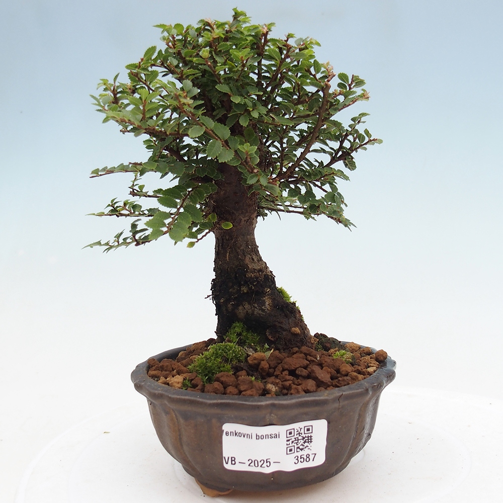 Bonsai voor buiten - Ulmus parvifolia Hokkaido - Chinese iep