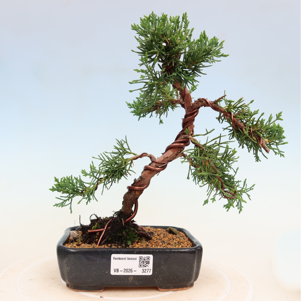 Bonsai voor buiten - Juniperus chinensis Kishu