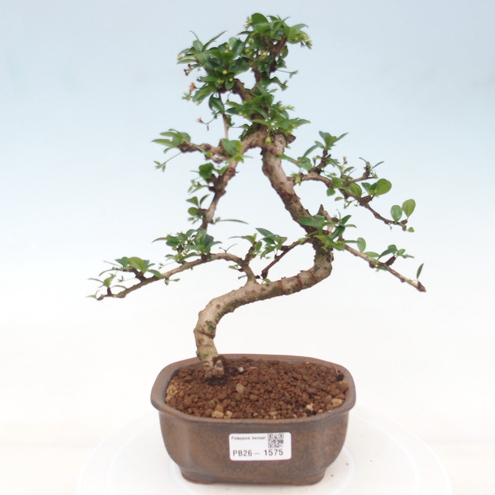 Kamerbonsai - Carmona macrophylla - Thee fuki