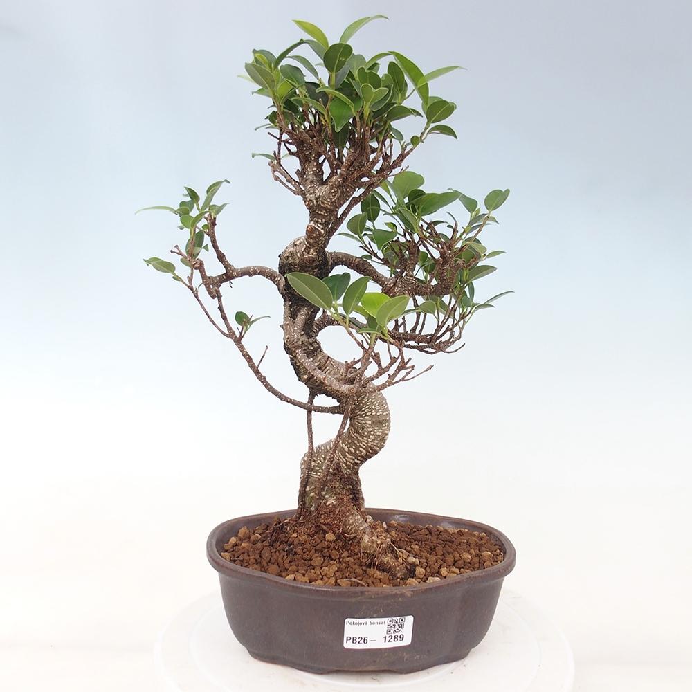 Kamerbonsai - Ficus retusa - kleinbladige ficus