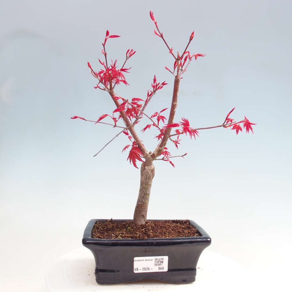 Bonsai voor buiten - Acer palmatum DESHOJO