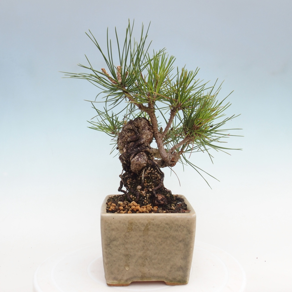 Bonsai voor buiten - Pinus thunbergii - Thunberg den