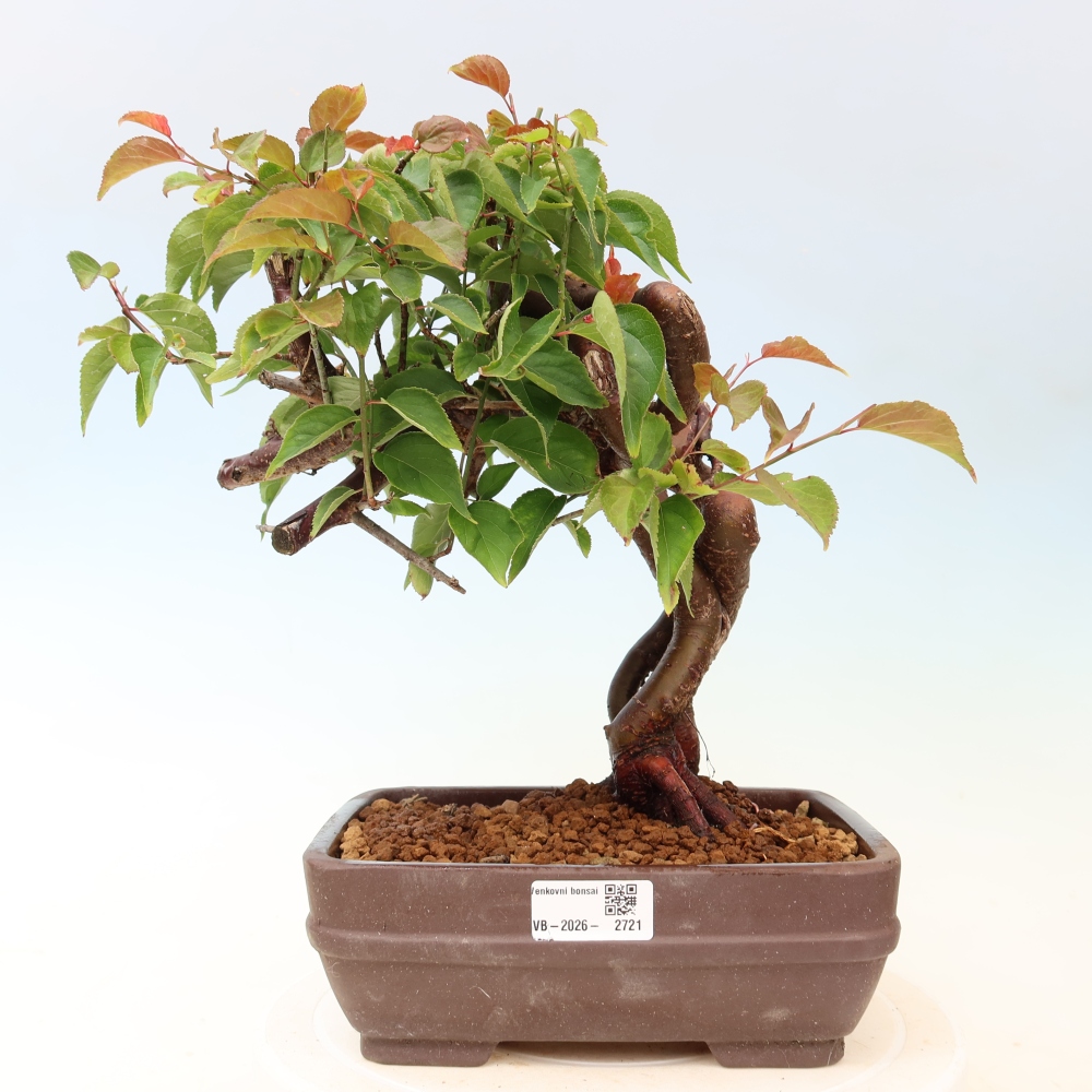 Bonsai voor buiten – Japanse abrikoos – Prunus Mume