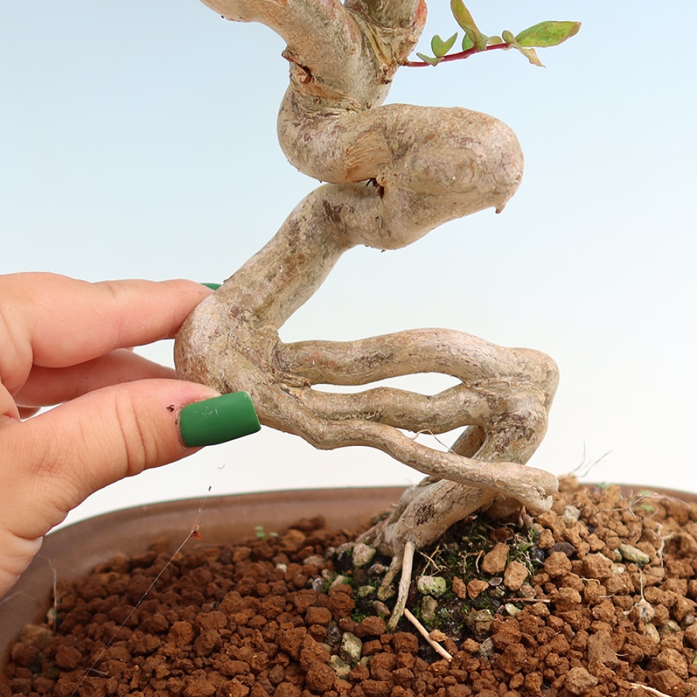 Kamerbonsai - Lagerstroemia indica - Indische seringenboom