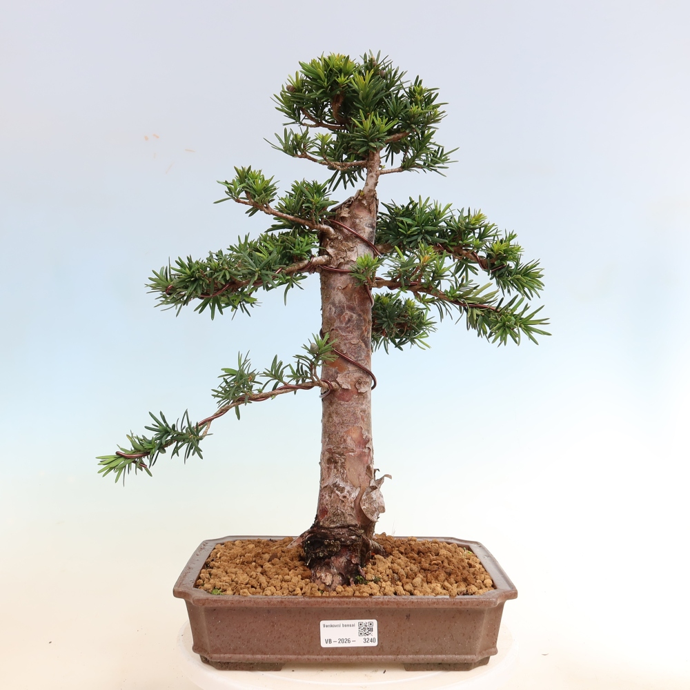 Bonsai voor buiten - Taxus cuspidata - Japanse Taxus