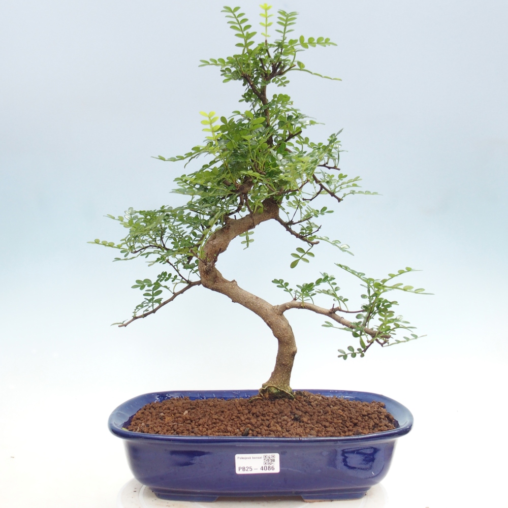 Kamerbonsai - Zantoxylum piperitum - peperboom