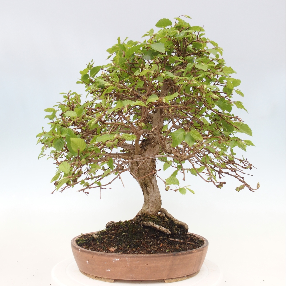 Bonsai voor buiten -Carpinus CARPINOIDES - Koreaanse haagbeuk