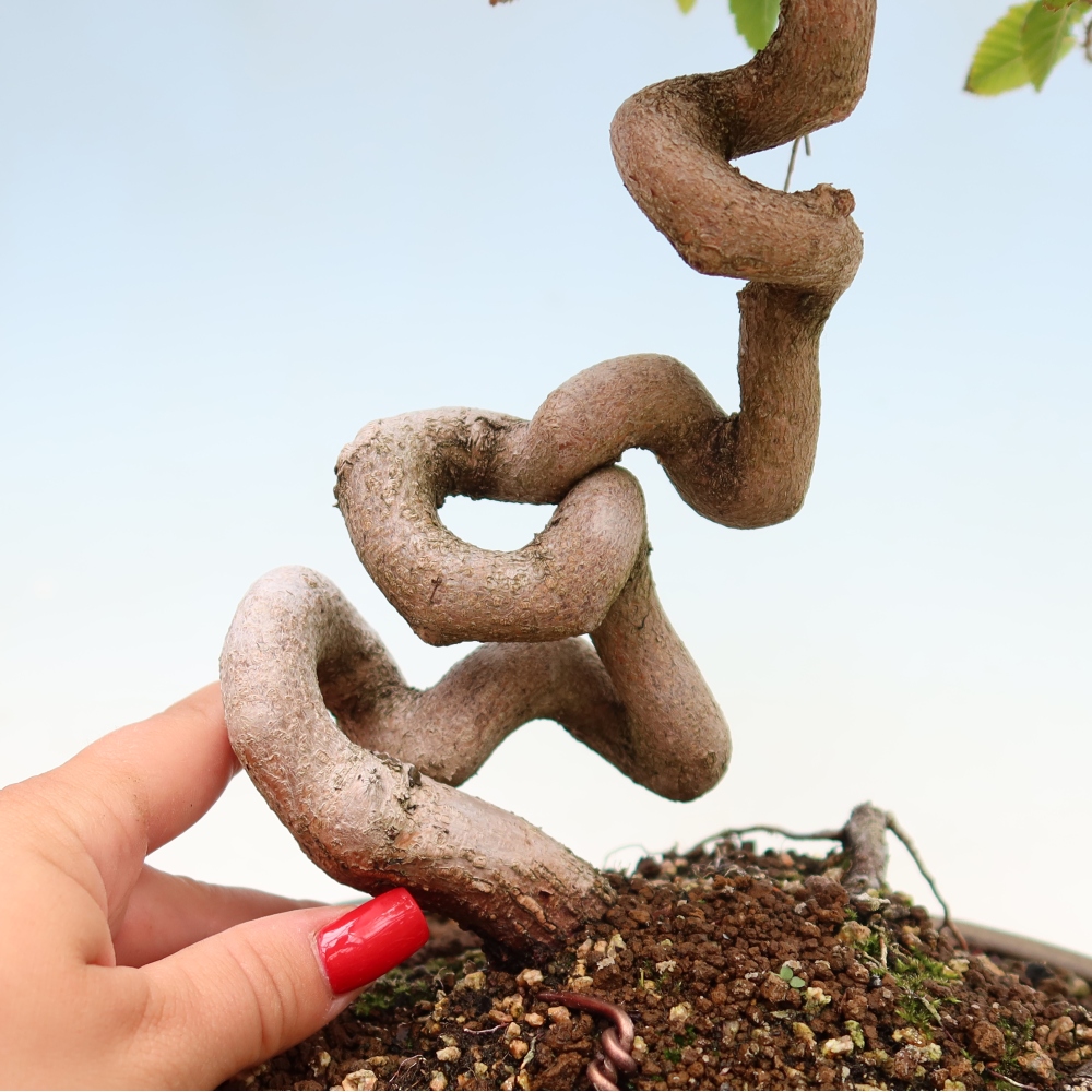 Bonsai voor buiten -Carpinus Coreana - Koreaanse haagbeuk