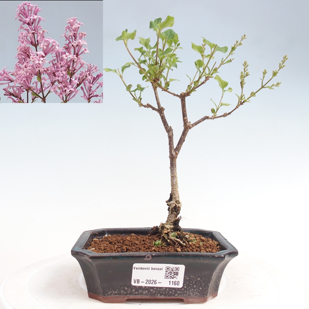 Bonsai voor buiten - Syringa Meyeri Palibin - Meyersering