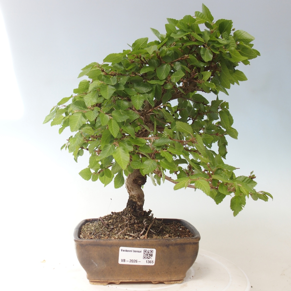 Bonsai voor buiten -Carpinus CARPINOIDES - Koreaanse haagbeuk