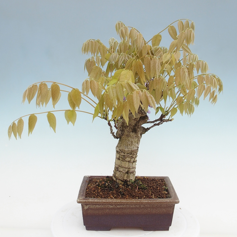 Bonsai voor buiten - Wisteria floribunda