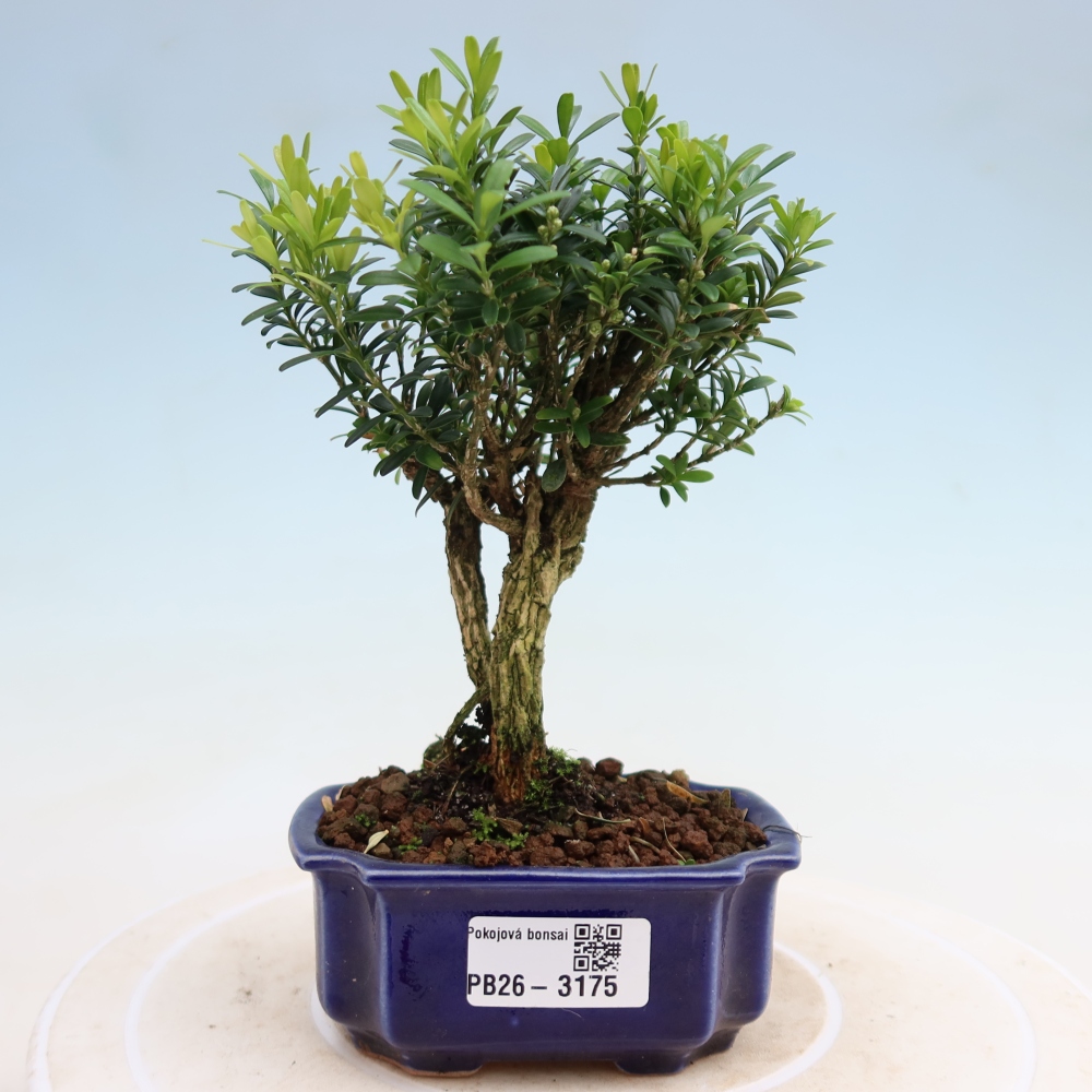 Kamerbonsai - Buxus harlandii - kurk buxus