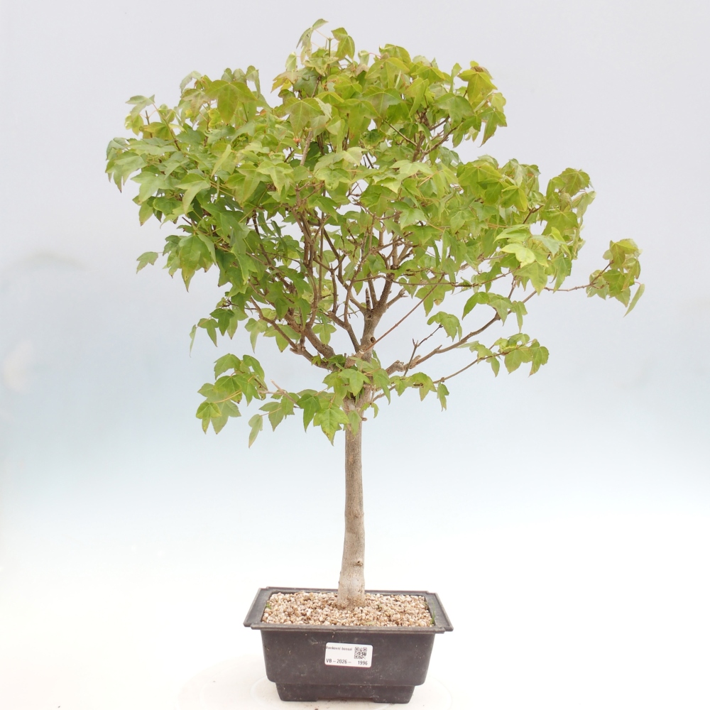 Bonsai voor buiten - Acer Buergerianum - Burgeresdoorn