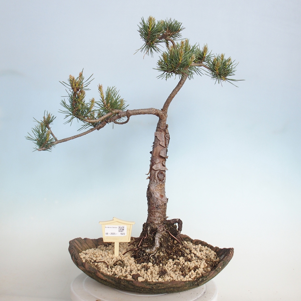 Bonsai voor buiten - Pinus Sylvestris Watererri - grove den