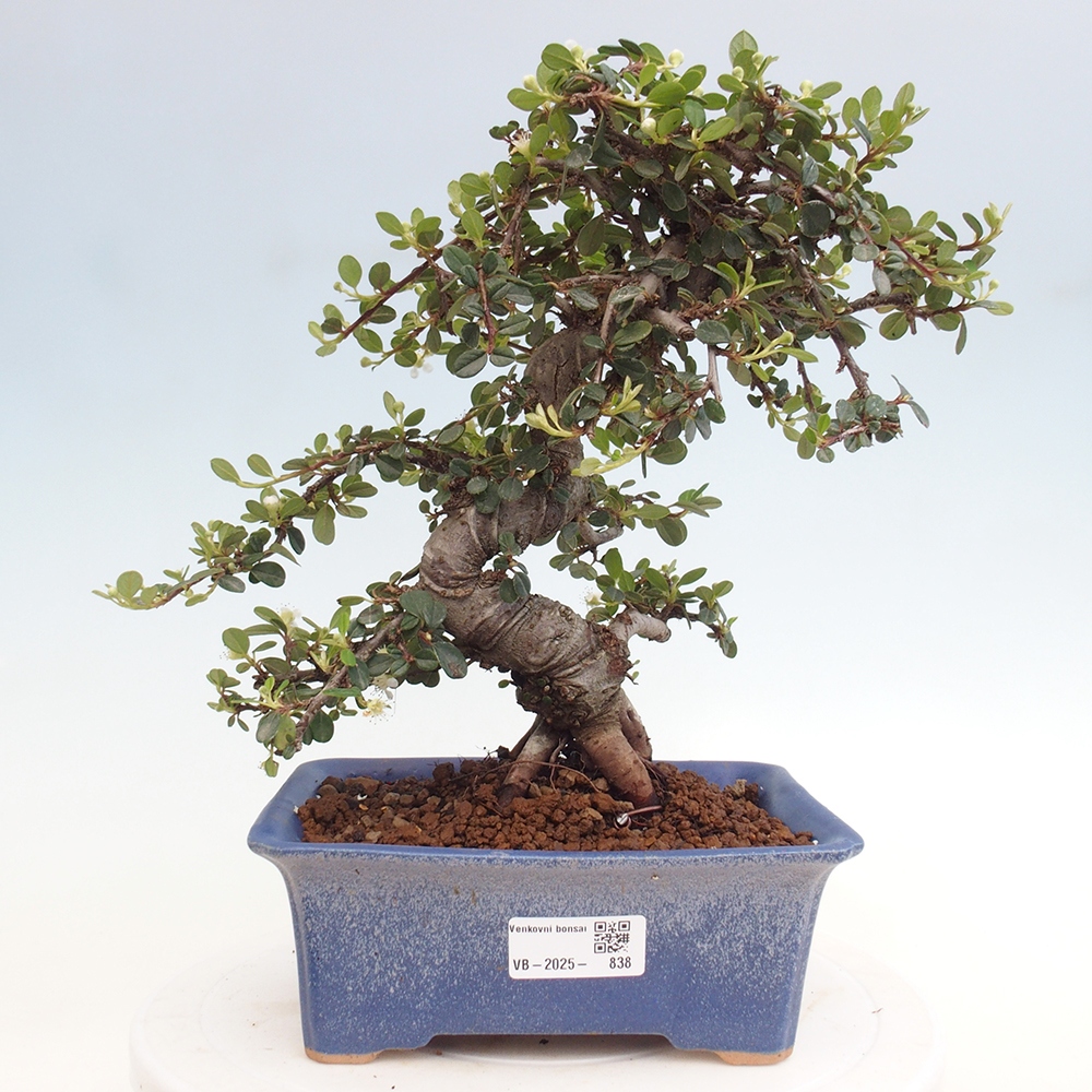 Buitenbonsai-Cotoneaster dammeri - Damer's Rock