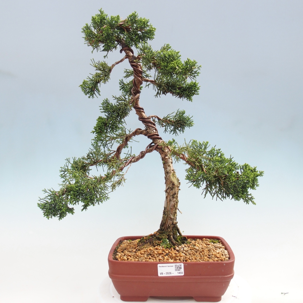 Bonsai voor buiten - Juniperus chinensis Kishu