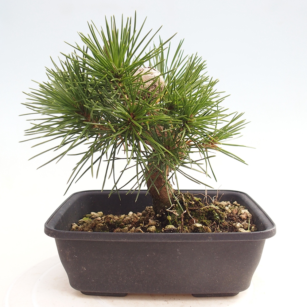 Bonsai voor buiten - Pinus thunbergii - Thunberg den