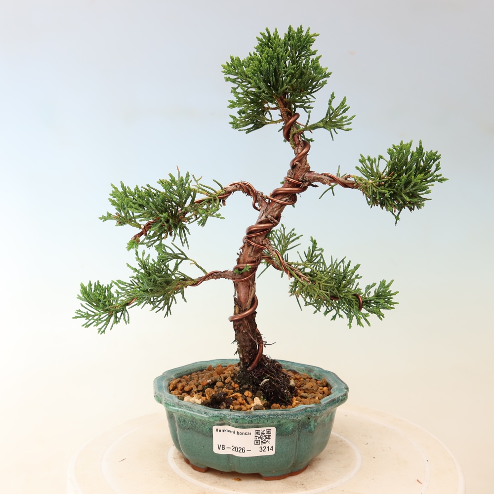 Bonsai voor buiten - Juniperus chinensis Kishu