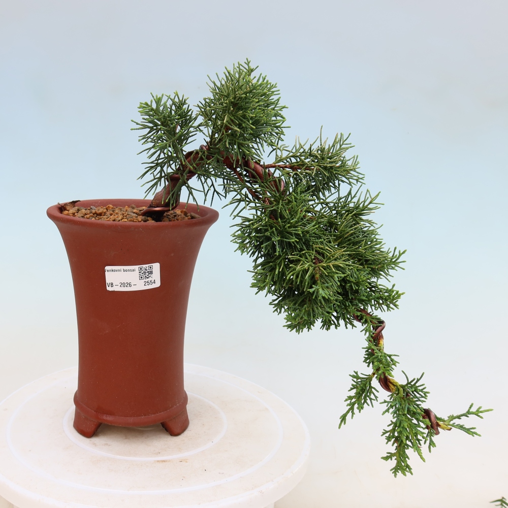 Bonsai voor buiten - Juniperus chinensis Kishu