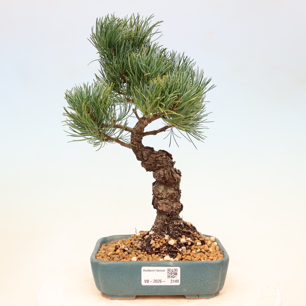 Bonsai voor buiten - Pinus parviflora - Pinus parviflora