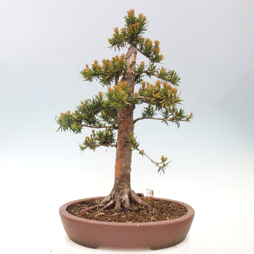 Bonsai voor buiten - Taxus cuspidata - Japanse Taxus
