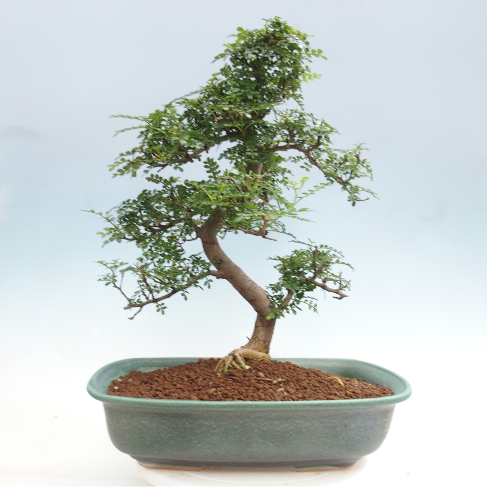 Kamerbonsai - Zantoxylum piperitum - peperboom