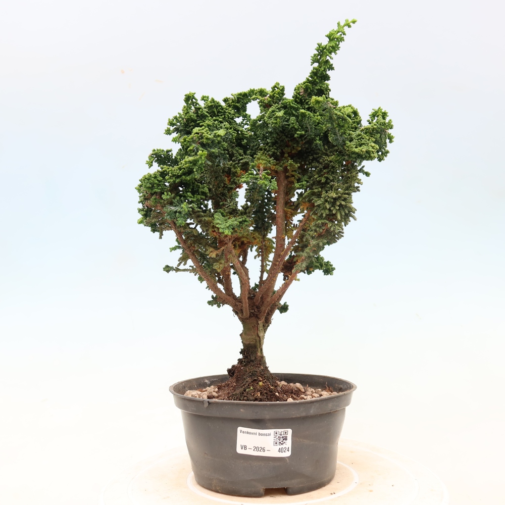 Bonsai voor buiten - Cham. obtusa SEKKA HINOKI - Cipres