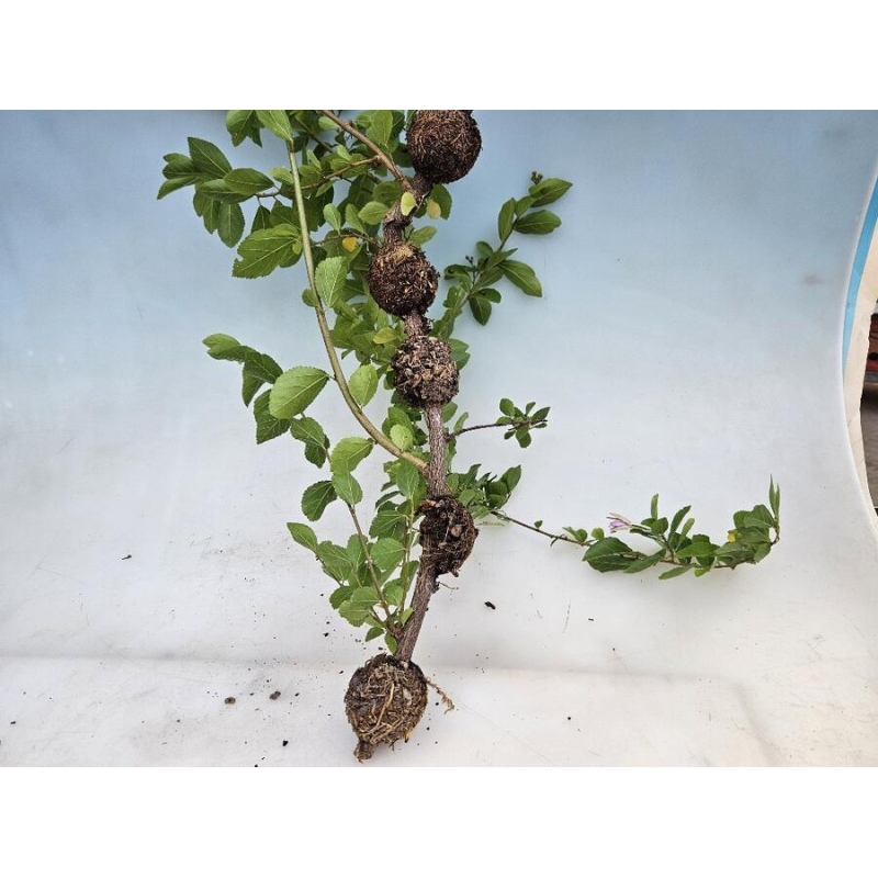 Bollen 12 cm transparant 1 stuk