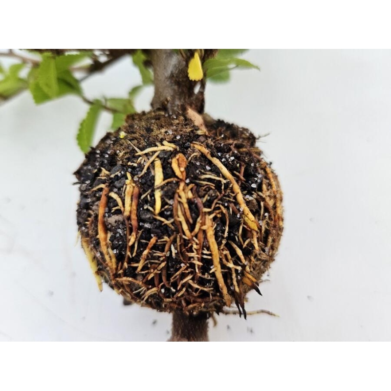 Bollen 12 cm transparant 100 st