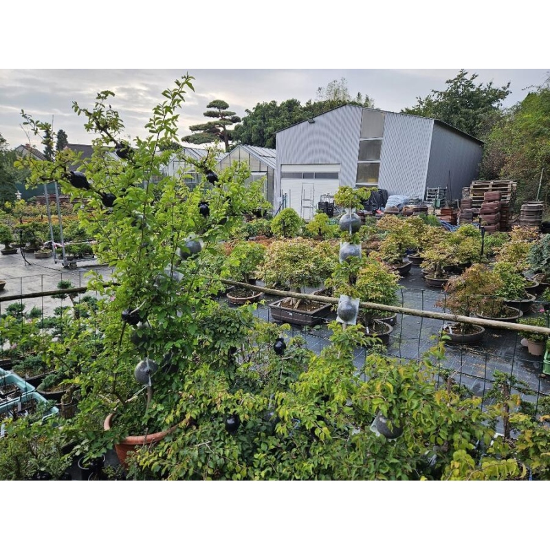 Snijballen 5 cm transparant 100 stuks