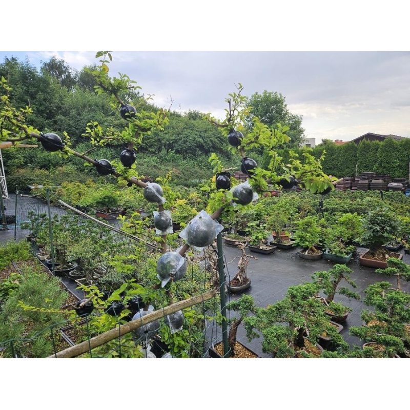 Bollen 8 cm transparant 10 stuks