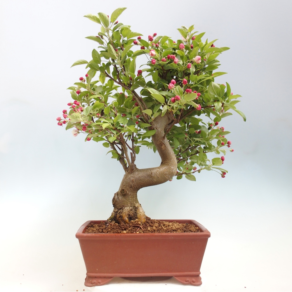 Bonsai voor buiten -Malus halliana - Appelboom met kleine vruchten