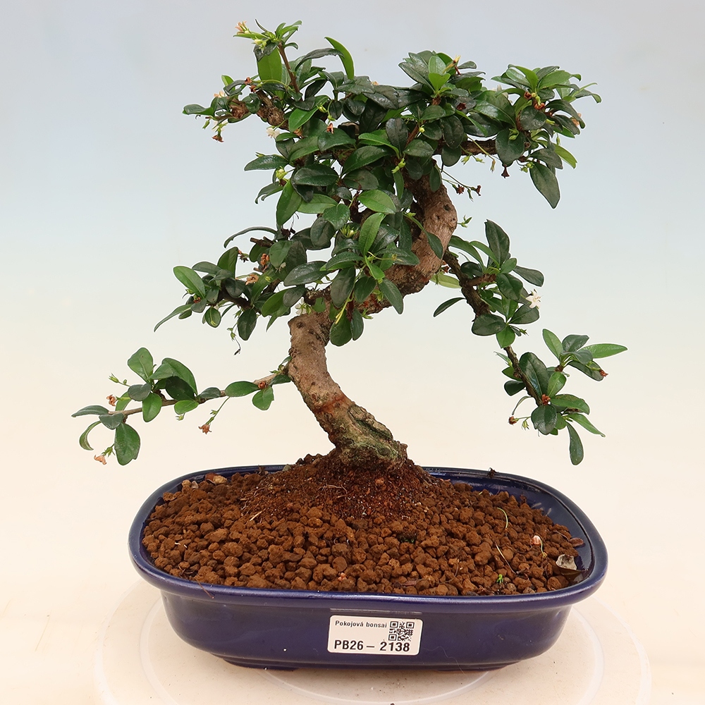 Kamerbonsai - Carmona macrophylla - Thee fuki