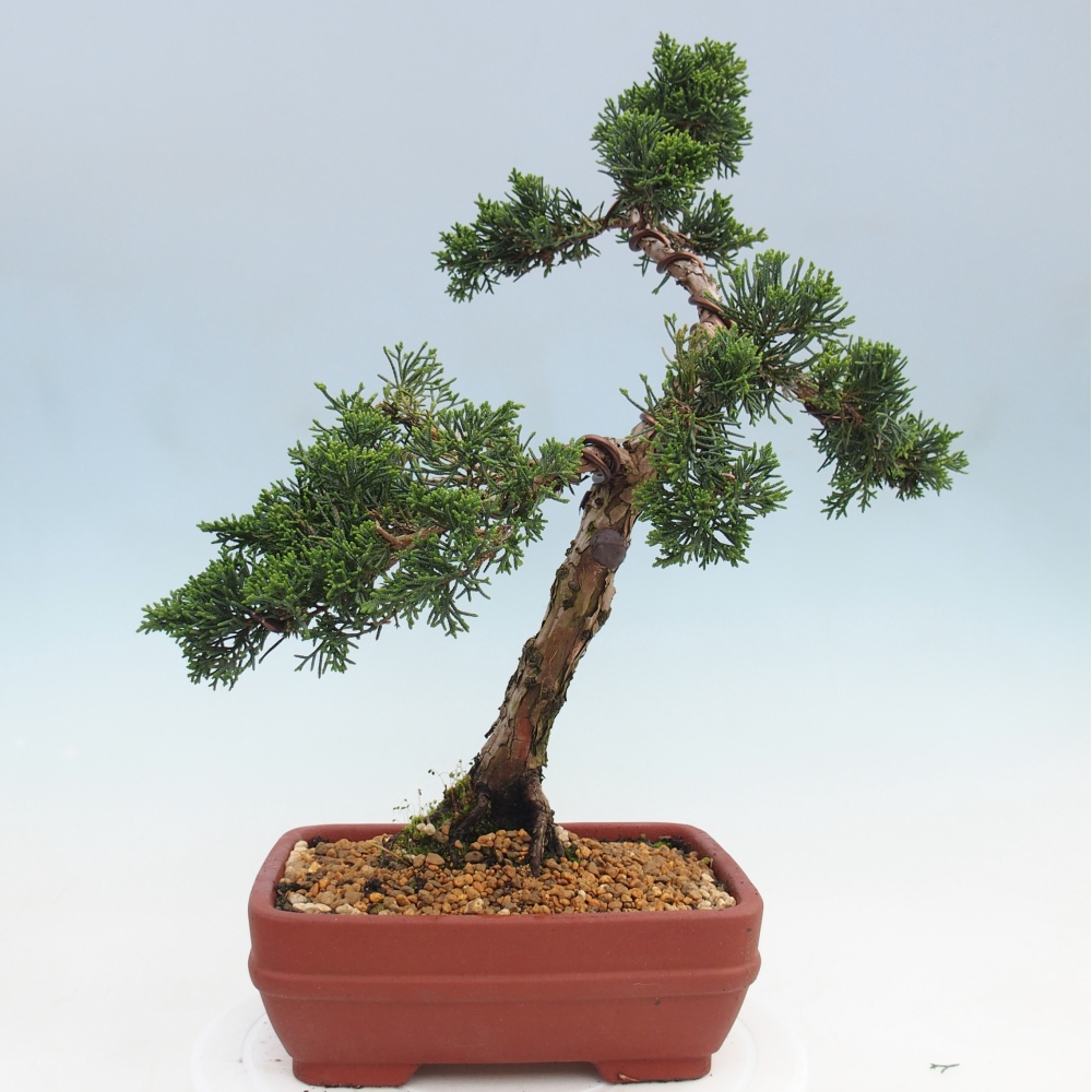 Bonsai voor buiten - Juniperus chinensis Kishu