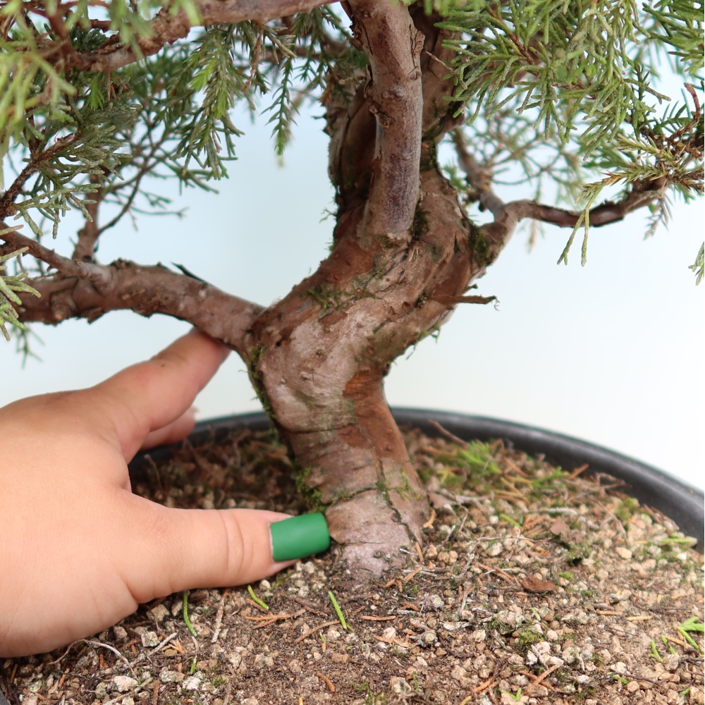 Bonsai voor buiten - Juniperus chinensis Itoigawa-Juniperus chinensis