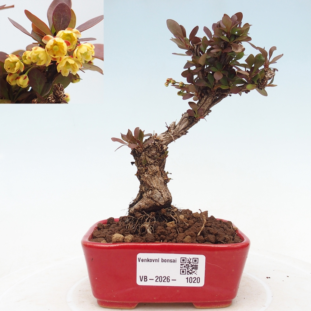 Bonsai voor buiten - Berberis Thunbergii Bagatelle