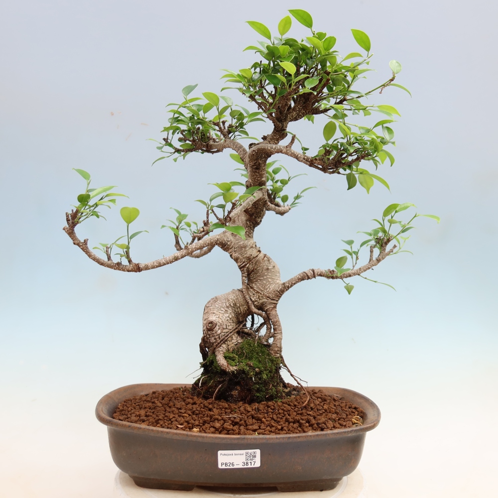 Kamerbonsai - Ficus kimmen - kleinbladige ficus